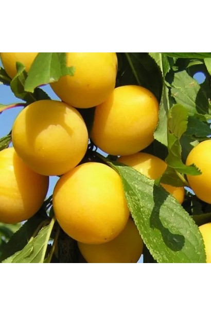 Стиглі плоди аличі Гек крупним планом